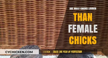 Male vs. Female Chicks: Unraveling the Noise Level Debate