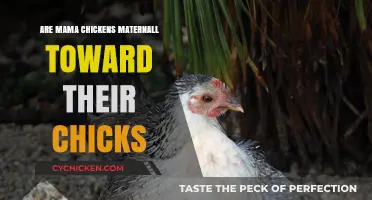 Mama Chickens' Maternal Instincts: Nurturing and Protecting Their Chicks