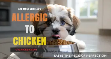 Shih Tzu Chicken Allergies: Common Concerns and Dietary Solutions