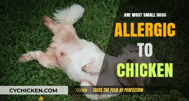 Small Dogs and Chicken Allergies: Uncovering the Common Myth