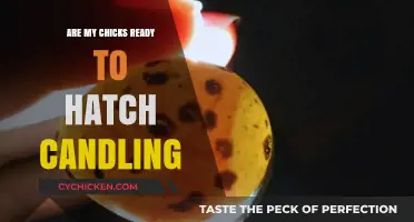 Candling Eggs: How to Tell If Your Chicks Are Ready to Hatch