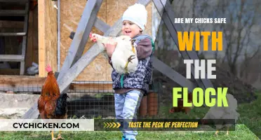 Ensuring Chick Safety: Integrating Young Birds into the Flock Securely