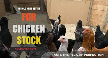 Old Hens vs. Young: Which Makes Superior Chicken Stock?