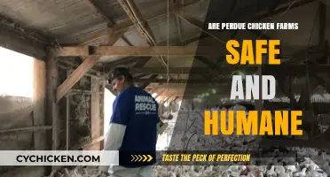 Perdue Chicken Farms: Safety, Humane Practices, and Ethical Concerns Explored