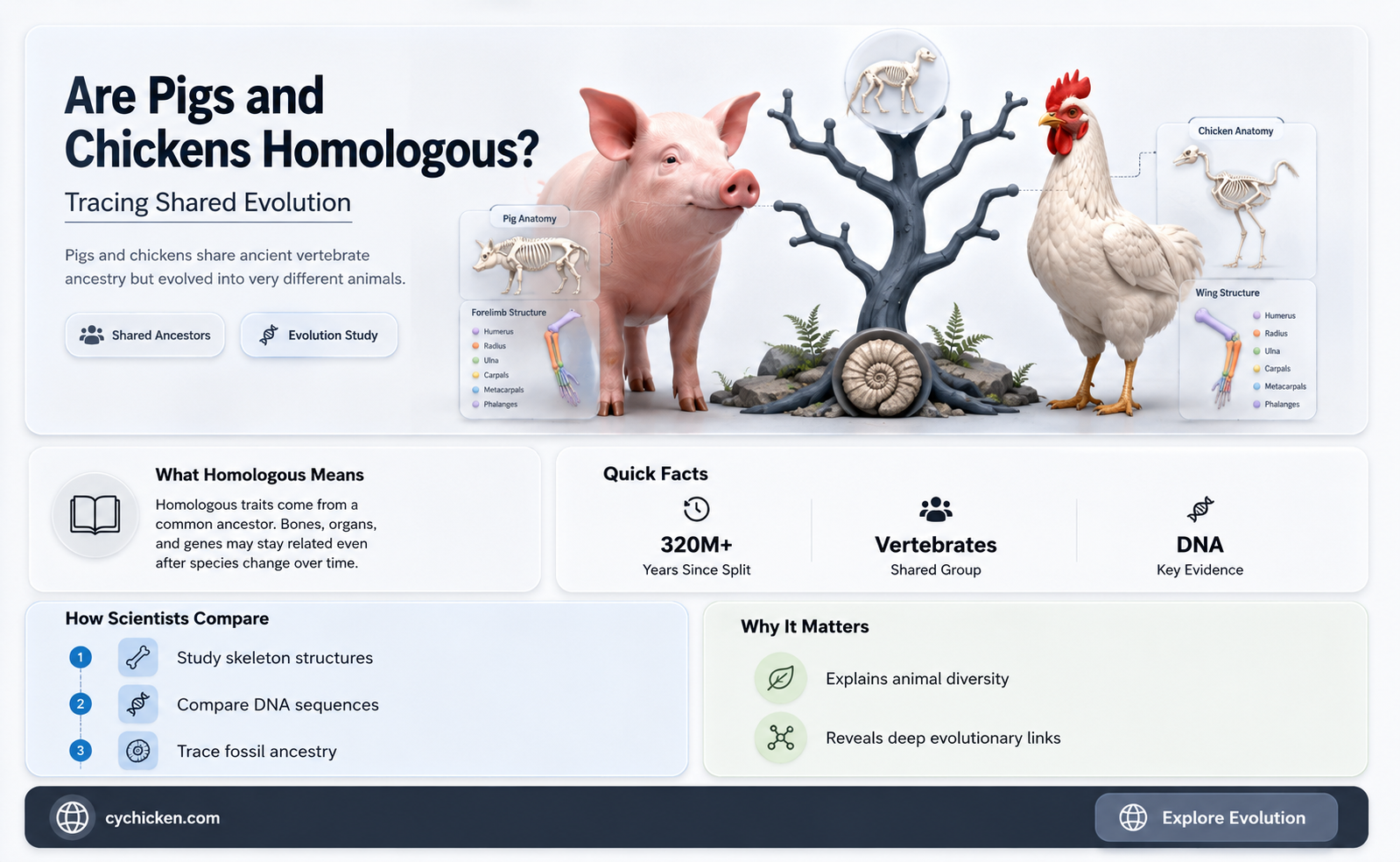 are the pig and the chicken homologous