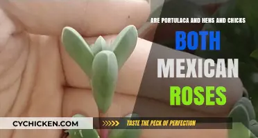 Portulaca vs Hens and Chicks: Mexican Roses?