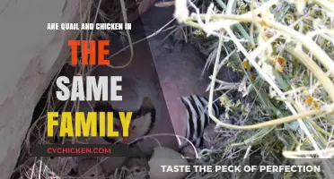 Quail vs. Chicken: Exploring Their Family Ties and Differences