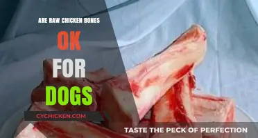 Can Dogs Safely Chew Raw Chicken Bones? Facts and Risks Explained