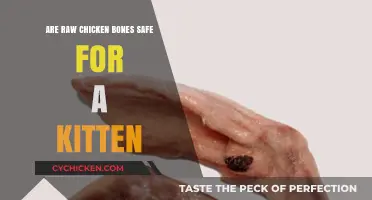 Can Kittens Safely Chew Raw Chicken Bones? Vet-Approved Facts