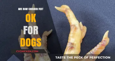 Can Dogs Safely Eat Raw Chicken Feet? A Complete Guide
