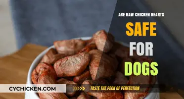 Can Dogs Eat Raw Chicken Hearts? Safety and Benefits Explained
