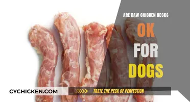 Can Dogs Safely Eat Raw Chicken Necks? Expert Insights Revealed
