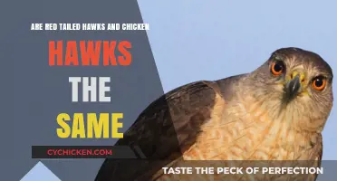 Chicken Hawks and Red-Tailed Hawks: What's the Difference?
