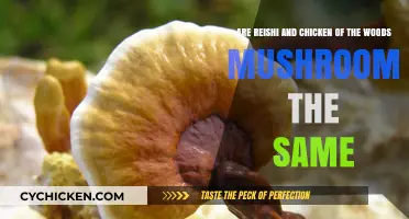 Reishi and Chicken of the Woods: Are They Similar?