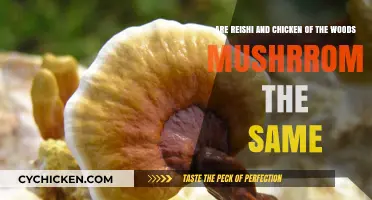 Reishi and Chicken of the Woods: Are They Similar?