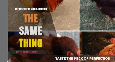 Roosters vs. Chickens: Understanding the Differences and Similarities