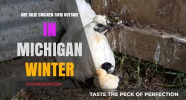 Can Silkie Chickens Survive Michigan's Harsh Winter Conditions?