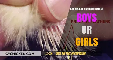 Small Chicken Chicks: Identifying Boys vs. Girls Early On