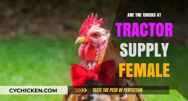 Are Tractor Supply Chicks Female? Unraveling the Gender Mystery