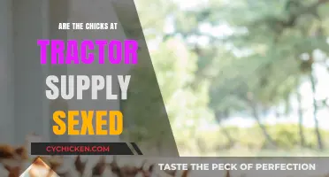 Are Tractor Supply Chicks Sexed? Uncovering the Truth for Buyers