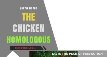 Are Pigs and Chickens Homologous? Exploring Evolutionary Relationships