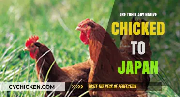 Are There Any Native Chicken Breeds in Japan?