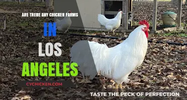 Exploring Chicken Farms in Los Angeles: Are They Really There?