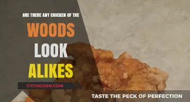 Exploring Chicken of the Woods Mushroom Look-Alikes