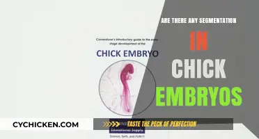 Exploring Chick Embryo Development: Unveiling Segmentation Patterns and Processes