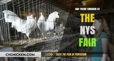 Clucking Around: Spotting Chickens at the NYS Fair