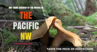 Chicken of the Woods: Pacific Northwest Foraging