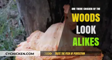 Identifying Chicken of the Woods: Beware of Toxic Look-Alike Mushrooms