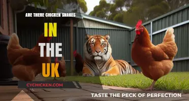 Are Chicken Snakes in the UK? Uncovering the Truth About These Reptiles