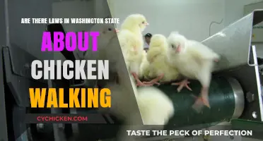 Chicken Laws in Washington: What's the Cluck?