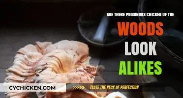 Poisonous Chicken of the Woods: Look-Alikes Revealed