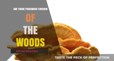 Are Chicken of the Woods Mushrooms Poisonous? Facts and Safety Tips