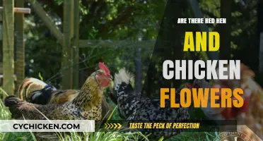 Red Hen and Chicken Flowers: Unveiling the Myth and Reality