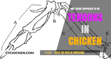 Are Tendons in Chicken Normal? Understanding Poultry Anatomy and Safety