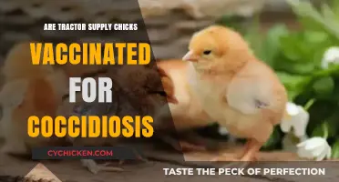 Tractor Supply Chicks: Coccidiosis Vaccination Facts You Need to Know