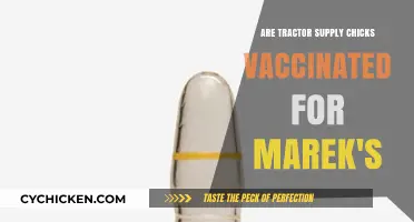 Tractor Supply Chicks: Vaccinated Against Marek's Disease or Not?