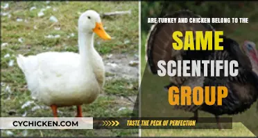 Turkey and Chicken: Scientific Cousins or Strangers?