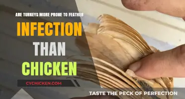 Turkeys vs Chickens: Who's at Risk for Feather Infections?