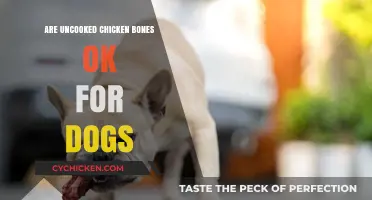 Can Dogs Safely Chew Uncooked Chicken Bones? Risks and Facts