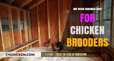 Wood Shavings in Chicken Brooders: Safe or Risky Choice?