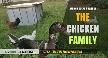 Ducks and Chickens: What's the Family Tree Like?