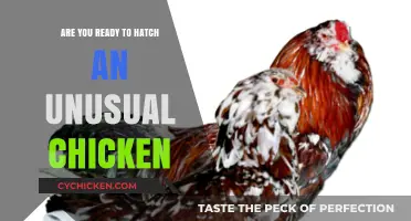 Unleash the Cluck: Hatching Unusual Chickens – Are You Ready?