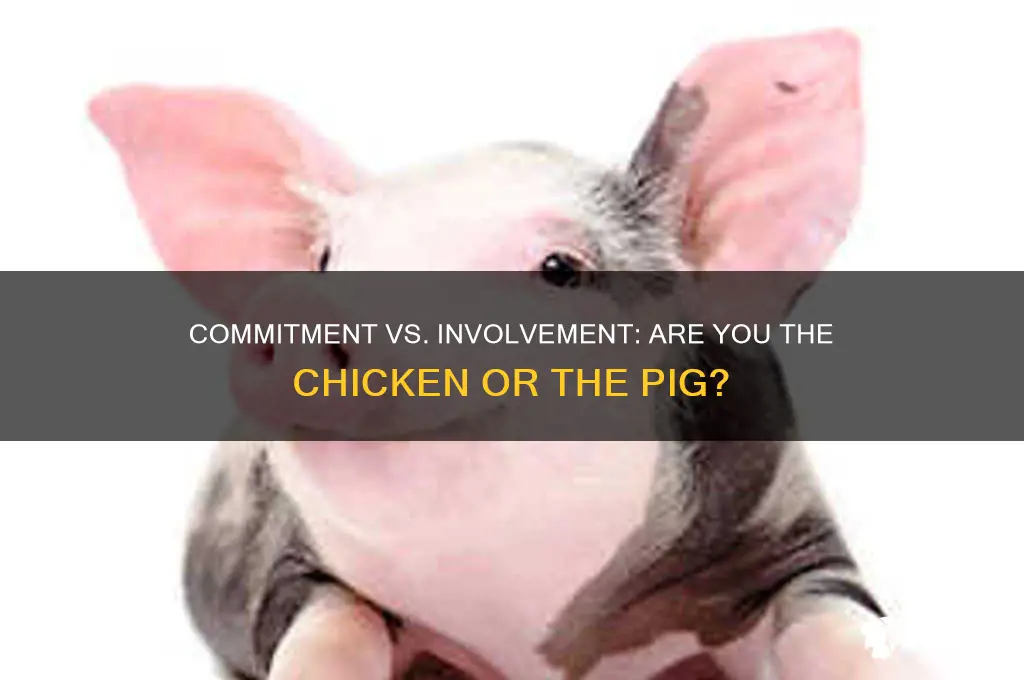 are you the chicken or the pig