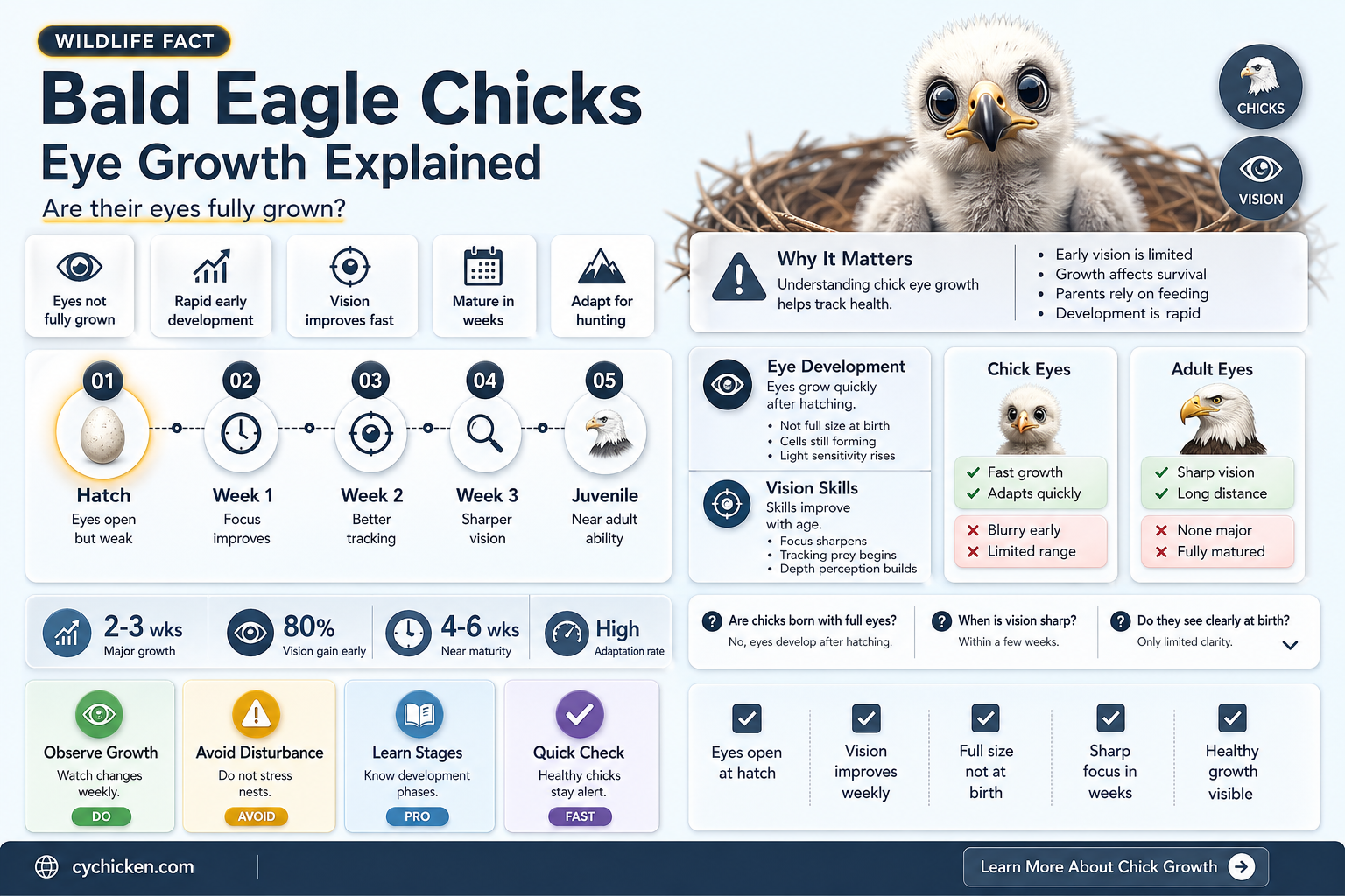 are bald eagle chicks eyeballs full grown at hatch