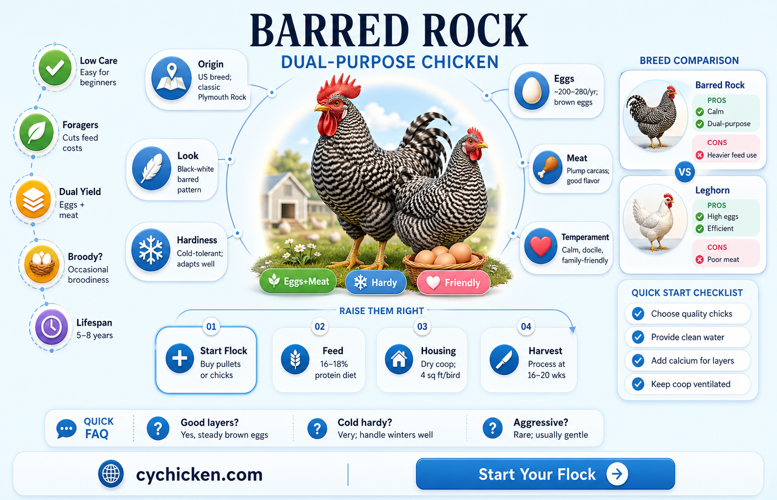 are barred rock a dual purpose chicken