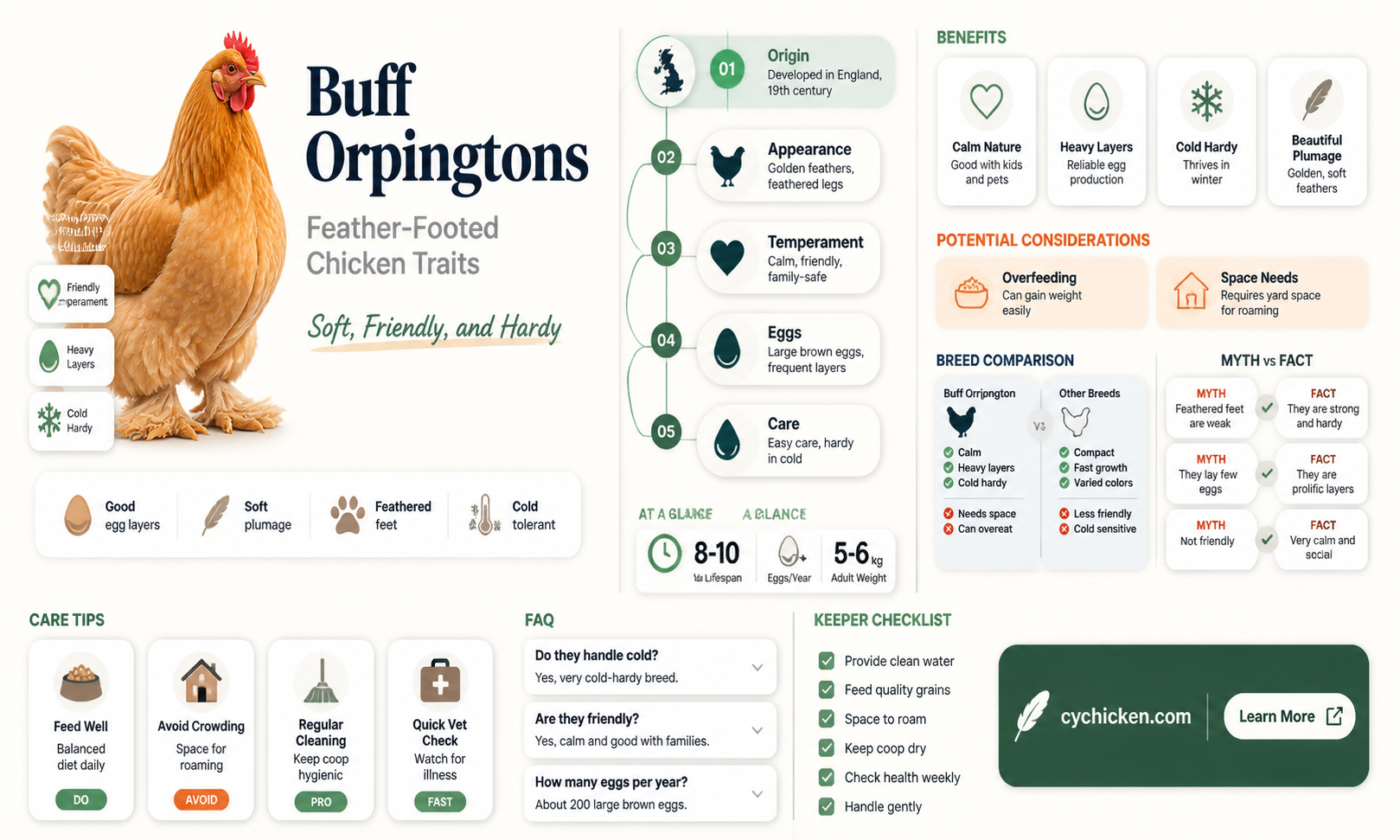 are buff orpingtons hens feather footed chicken
